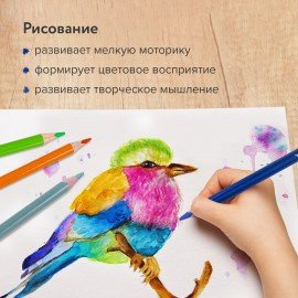 Карандаши цветные акварельные BRAUBERG PREMIUM AQUARELLE, 12 цветов, грифель 4 мм, 181671